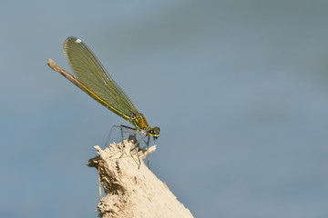 Wall Mural - Dragonfly to land on the twig in  water surface