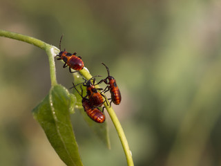 cute red bugs on a plant macro