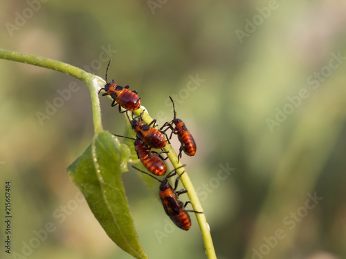 Plakat słodkie czerwone robaki na makro rośliny