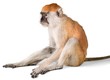 Monkey Sitting - Isolated