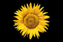 Sunflower On Black Isolated Background