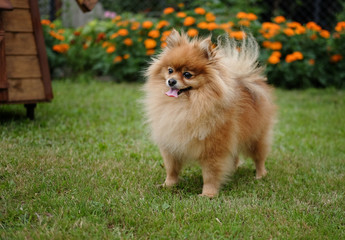 Pomeranian on the lawn near the house