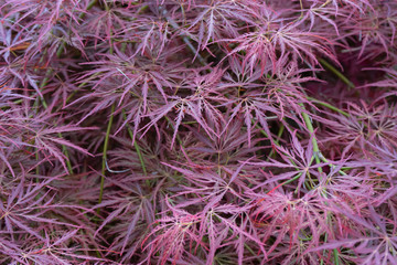 pink purple maple leaf plant tree leaves close up background view