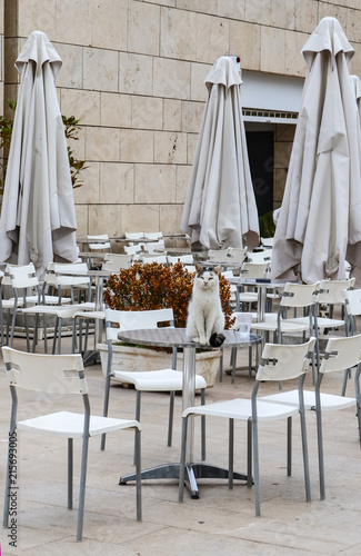 Black And White Cat Sits Beside A Glass Of Water On Table Of