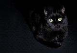 Fototapeta Koty - Postcard for Halloween: portrait of a black cat