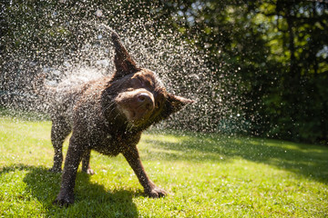 Brown labrador shake off the water create a huge amount of small drops