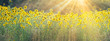 canvas print picture - Wunderschöne Sonnenblumen