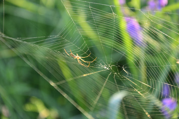 spider in its web