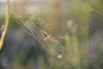 spider in its web