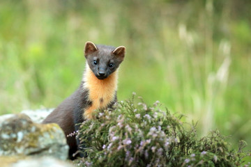 Wall Mural - Pine Marten