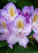 Blüten vom Rhododendron 