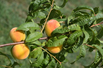 Wall Mural - Peach Tree