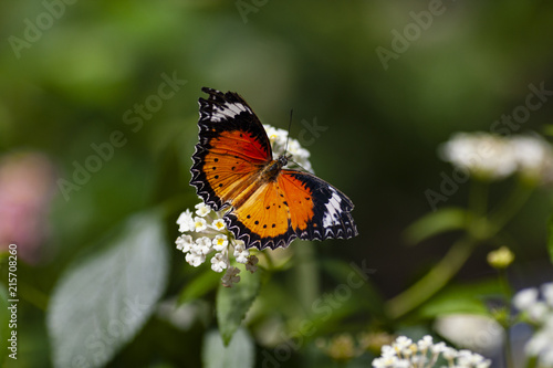Plakat czarny i pomarańczowy motyl