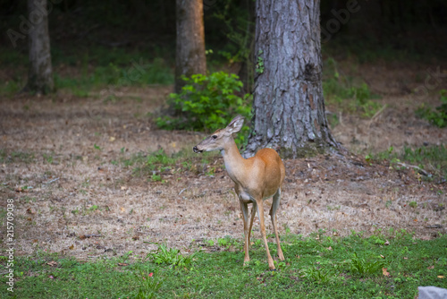 Zdjęcie XXL Jeleń whitetail w lesie