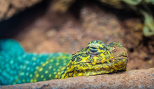 Male Collared Lizard, With Blue-green Body And Yellow-brown Head