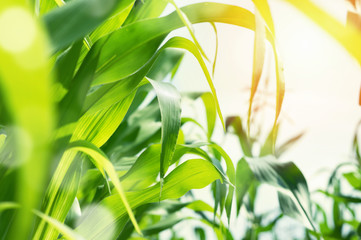 Aufkleber - Juicy green corn leaves in the sun.