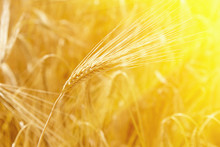 Wheat Field Ears Of Golden Wheat Close Up. Rural Scenery Under Shining Sunlight. Background Of The Ripening Ears Of The Wheat Field.  (agriculture, Agronomy, Industry Concept)
