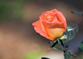 A singe orange rose on the background of soft focus garden, Spring in GA USA.