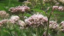 Hemp-agrimony (Eupatorium) Pollinated By Honeybees - Eye Level