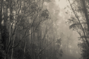 Fog creeping through the trees of Vollmer Peak Berkeley California.