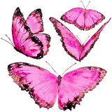 Fototapeta Motyle - beautiful pink butterflies, set, watercolor, isolated on a white