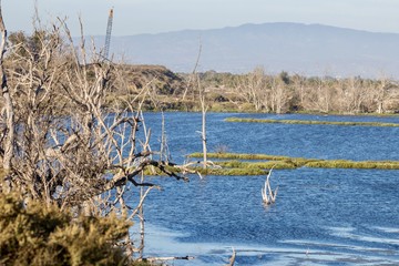 Wall Mural - body of water showing dead trees with mountains in the background 