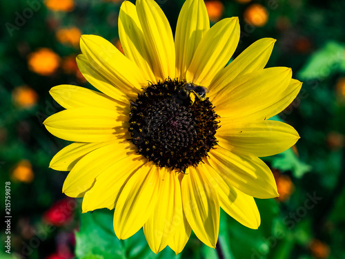 Fotografia, Obraz honey bee visits a black eyed susan flower
