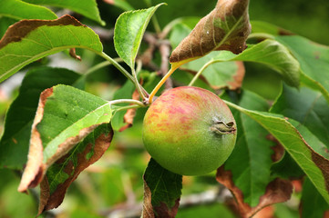 apple of cultivar reglindis hanging on tree