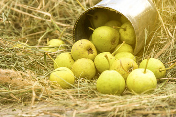 Green decorative pears in a tin on dry straw