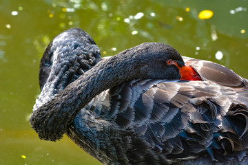 Close up view of The black swan (Cygnus atratus) is a large waterbird, a species of swan which breeds mainly in the southeast and southwest regions of Australia.