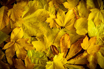 Wall Mural - Background of yellow autumn leaves