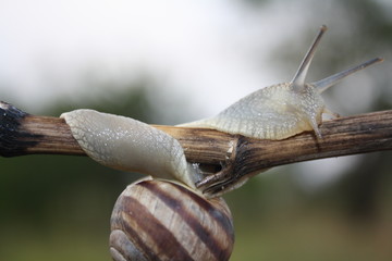  Snail crawling on a branch close-up