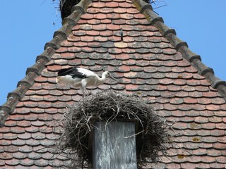 Cigogne blanche sur son nid sur un toit de Munster en Alsace. France