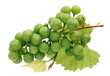 Bunch of small unripe sour green grapes with leaves