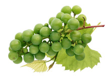 Bunch of small unripe sour green grapes with leaves