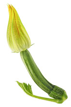 Miniature Green Zucchini Vegetable With Fresh Yellow Flower