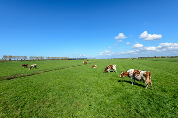 Cows in the meadow in a typical Dutch polder landscape near Rotterdam, Netherlands.