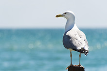 Seagull Portrait Against Sea Shore. Wild Seagull With Natural Blue Background