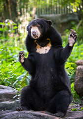 Poster -  Malayan Sun Bear (Helarctos malayanus)  relax in the atmosphere of nature.