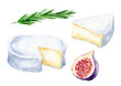 Hand drawn watercolor camembert french cheese set, with fig and rosemary, food illustration isolated on white background.