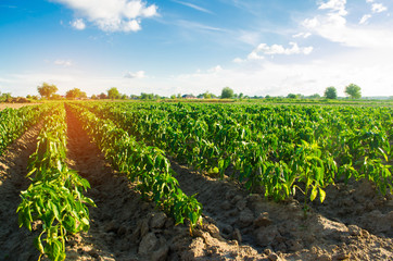 vegetable rows of pepper grow in the field. farming, agriculture. Landscape with agricultural land