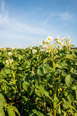 Sticker - White-yellow blossoms of potato plants up close