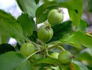 Unripe green apples on a branch