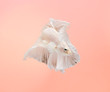 Siamese fighting fish show the beautiful fins tail , pastel pink background for copy space. minimal concept.
