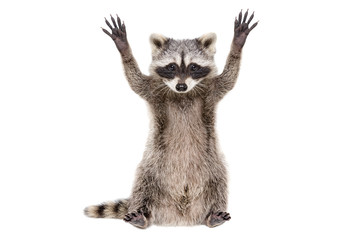 Wall Mural - Portrait of a funny raccoon sitting with paws raised, isolated on white background