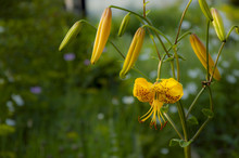 Yellow Wild Flower
