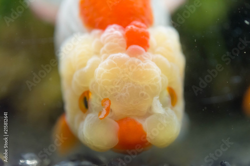 アクアリウム 魚 鑑賞 金魚 かわいい Buy This Stock Photo And Explore Similar Images At Adobe Stock Adobe Stock アクアリウム 魚 鑑賞 金魚 かわいい Buy This Stock Photo And Explore Similar Images At Adobe Stock Adobe Stock