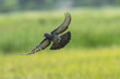 Pigeons or Rock dove flying in the rice field.
