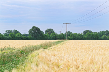 Scene of wooden electrical pylons in the plantation of cereal plants against clear blue sky