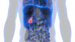 Human Gallbladder Anatomy